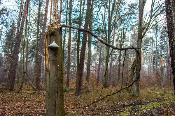 Красивый Лесной Пейзаж Большой Гриб Растет Дереве — стоковое фото