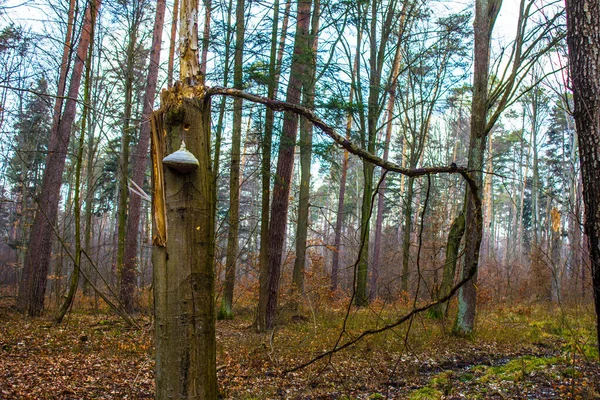Beau Paysage Forestier Grand Champignon Pousse Sur Arbre — Photo