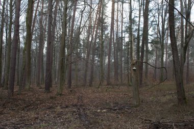 Güzel orman manzarası. Ağaçta büyük bir mantar yetişiyor. Bahar boş ormanı. Arkaplan.