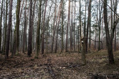 Güzel orman manzarası. Ağaçta büyük bir mantar yetişiyor. Bahar boş ormanı. Arkaplan.