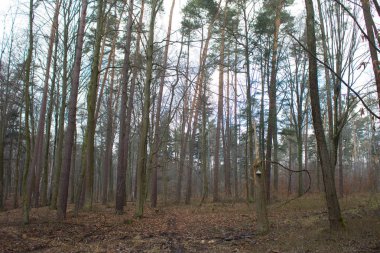 Güzel orman manzarası. Ağaçta büyük bir mantar yetişiyor. Bahar boş ormanı. Arkaplan.