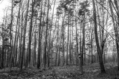 Güzel orman manzarası. Ağaçta büyük bir mantar yetişiyor. Bahar boş ormanı. Arkaplan.