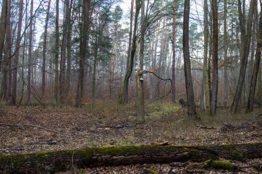 Güzel orman manzarası. Ağaçta büyük bir mantar yetişiyor. Bahar boş ormanı. Arkaplan.