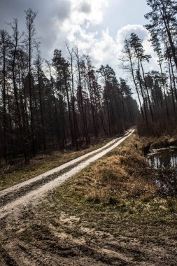 Ormandaki güzel yol. Parlak gökyüzü. Bahar ormanında uzun bir yol. Arkaplan.