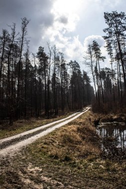 Ormandaki güzel yol. Parlak gökyüzü. Bahar ormanında uzun bir yol. Arkaplan.