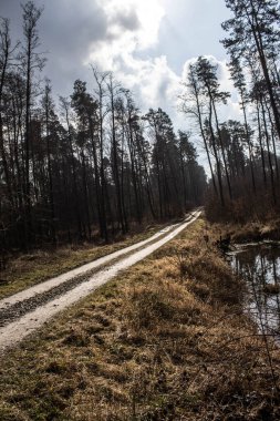 Ormandaki güzel yol. Parlak gökyüzü. Bahar ormanında uzun bir yol. Arkaplan.