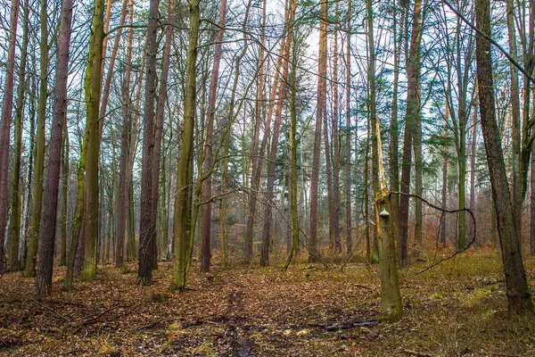 Schöne Waldlandschaft Ein Großer Pilz Wächst Auf Einem Baum Frühlingshafter — Stockfoto