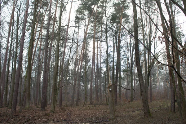 Nádherná Lesní Krajina Stromě Roste Velká Houba Jarní Prázdný Les — Stock fotografie