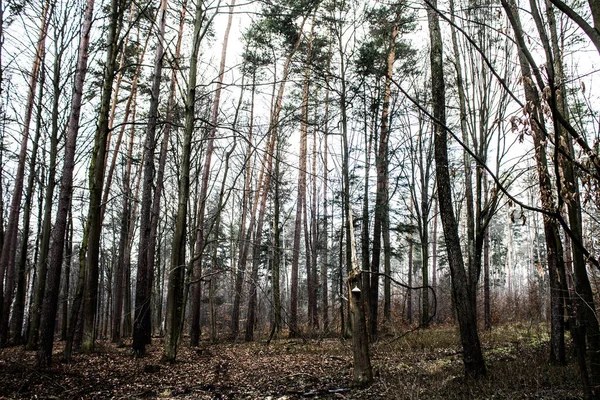 Nádherná Lesní Krajina Stromě Roste Velká Houba Jarní Prázdný Les — Stock fotografie