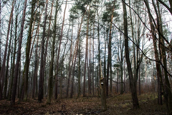 Nádherná Lesní Krajina Stromě Roste Velká Houba Jarní Prázdný Les — Stock fotografie