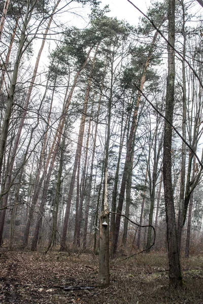Güzel orman manzarası. Ağaçta büyük bir mantar yetişiyor. Bahar boş ormanı. Arkaplan.
