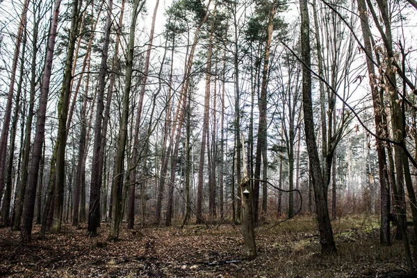 Güzel orman manzarası. Ağaçta büyük bir mantar yetişiyor. Bahar boş ormanı. Arkaplan.
