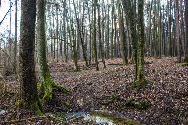Güzel Orman Manzarası Ağaçta Büyük Bir Mantar Yetişiyor Bahar Boş — Stok fotoğraf