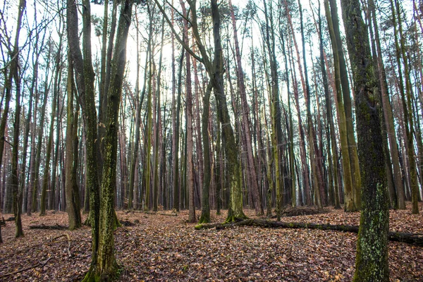 Piękny Krajobraz Lasu Drzewie Rośnie Duży Grzyb Wiosenny Pusty Las — Zdjęcie stockowe