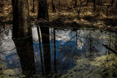 Güzel göl. Ağaçlar suya yansıyor. Güzel bir ormanda göl. Arkaplan.