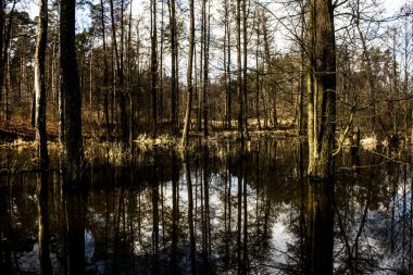 Güzel göl. Ağaçlar suya yansıyor. Güzel bir ormanda göl. Arkaplan.