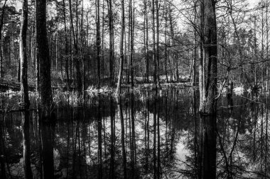 Güzel göl. Ağaçlar suya yansıyor. Güzel bir ormanda göl. Arkaplan.