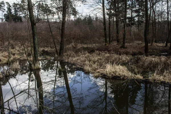 Piękne Jezioro Drzewa Odbijają Się Wodzie Jezioro Pięknym Lesie Kontekst — Zdjęcie stockowe