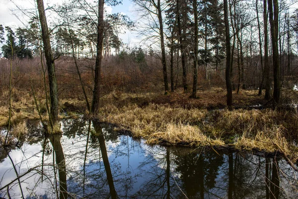 Piękne Jezioro Drzewa Odbijają Się Wodzie Jezioro Pięknym Lesie Kontekst — Zdjęcie stockowe