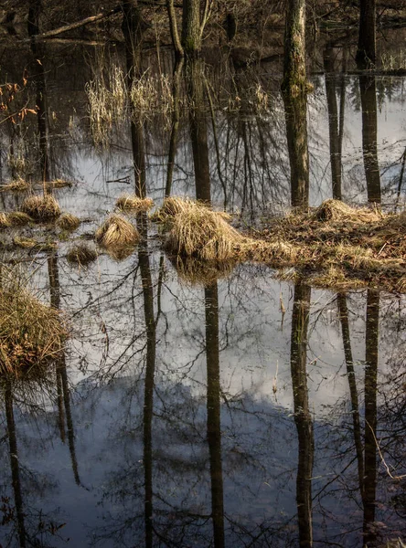 Hermoso Lago Los Árboles Reflejan Agua Lago Hermoso Bosque Contexto — Foto de Stock