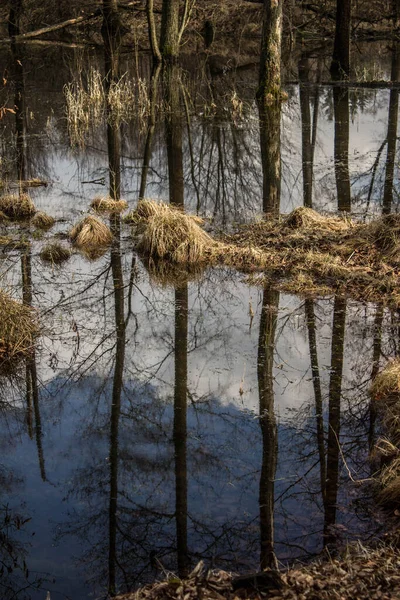 Bellissimo Lago Gli Alberi Riflettono Nell Acqua Lago Una Bellissima — Foto Stock