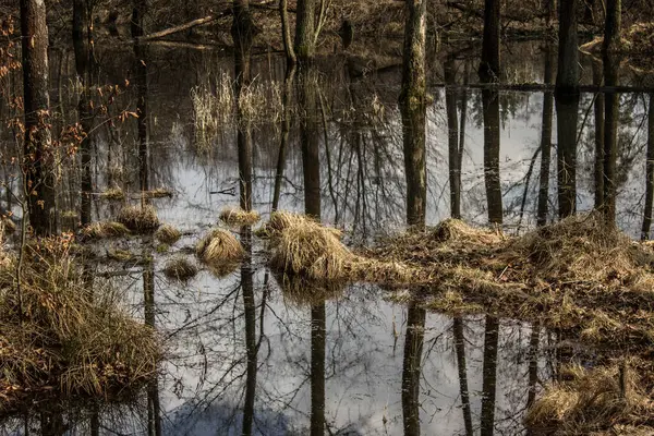 Nádherné Jezero Stromy Odrážejí Vodě Jezero Krásném Lese Pozadí — Stock fotografie