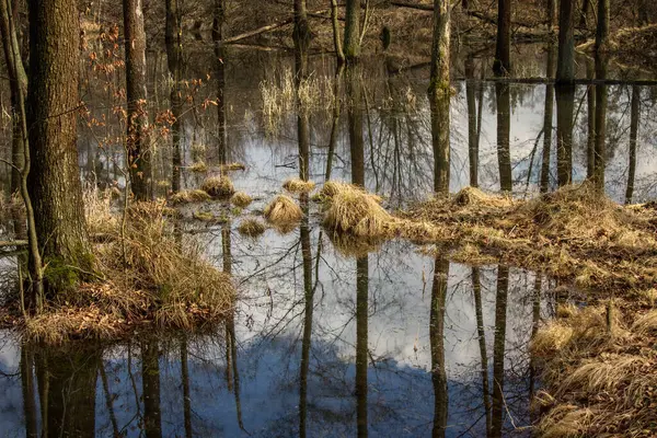 Nádherné Jezero Stromy Odrážejí Vodě Jezero Krásném Lese Pozadí — Stock fotografie