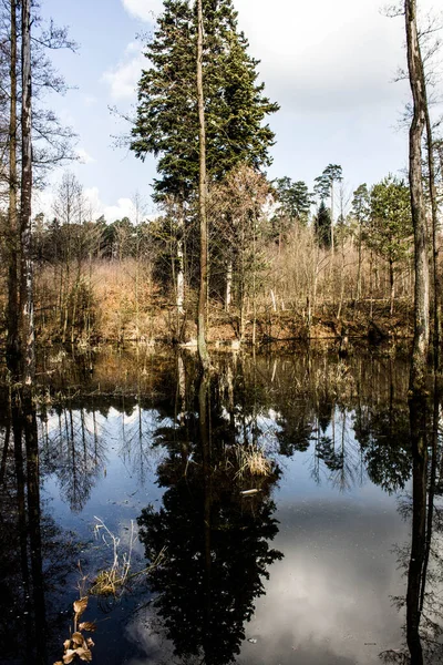 Nádherné Jezero Stromy Odrážejí Vodě Jezero Krásném Lese Pozadí — Stock fotografie