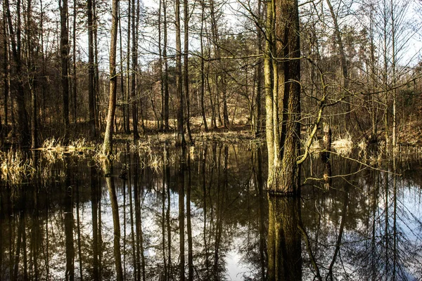 Beautiful Lake Trees Reflected Water Lake Beautiful Forest Background — Stock Photo, Image