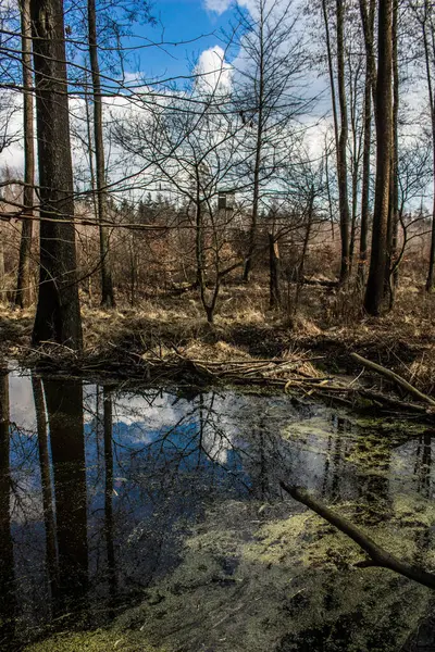 Schöner See Bäume Spiegeln Sich Wasser See Einem Schönen Wald — Stockfoto