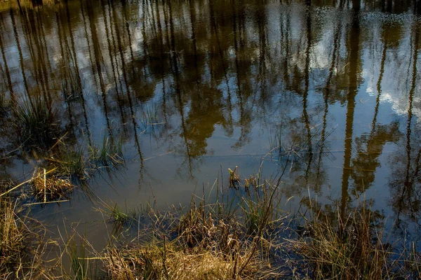 美しい湖だ 木は水に反射される 美しい森の中の湖 — ストック写真