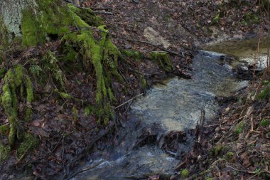 Ormandaki güzel dere. Peri deresi. Arkaplan.