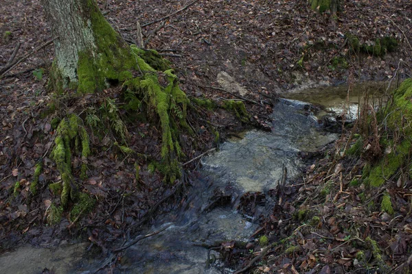 Prachtige Kreek Het Bos Sprookjesstroom Achtergrond — Stockfoto