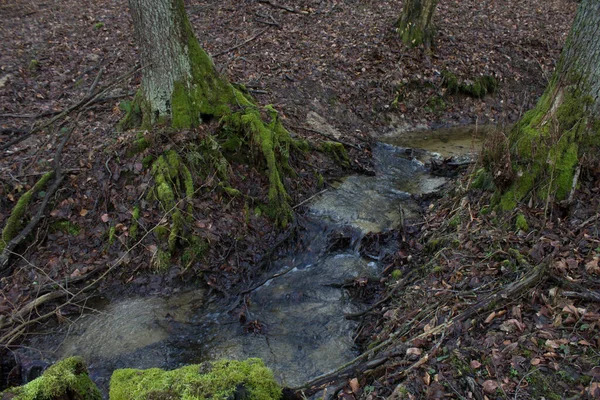 Prachtige Kreek Het Bos Sprookjesstroom Achtergrond — Stockfoto