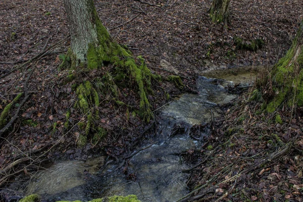 Schöner Bach Wald Märchenstrom Hintergrund — Stockfoto