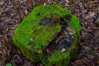 Ormanda parlak yosunlarla kaplı bir kütük. Arkaplan.