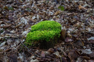 Ormanda parlak yosunlarla kaplı bir kütük. Arkaplan.