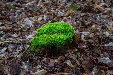Ormanda parlak yosunlarla kaplı bir kütük. Arkaplan.