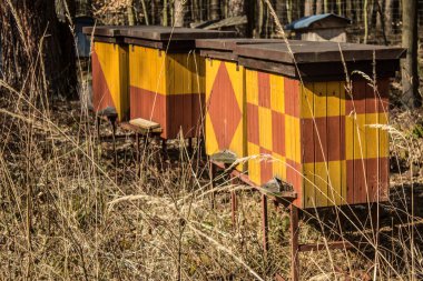 Ormanda arı kovanları. Eski arı kovanları. Arkaplan.