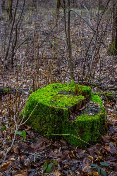 Baumstumpf Bedeckt Mit Hellem Moos Wald Hintergrund — Stockfoto