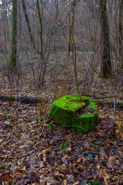 切り株は森の中の明るい苔で覆われていた — ストック写真