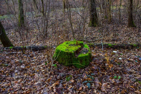 Stump Pokryty Jasnym Mchem Lesie Kontekst — Zdjęcie stockowe