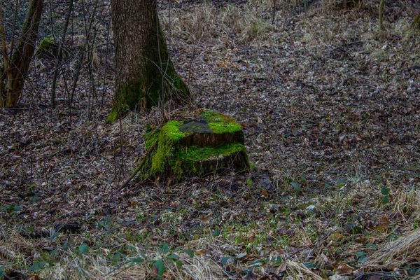 Stump Bedekt Met Helder Mos Het Bos Achtergrond — Stockfoto