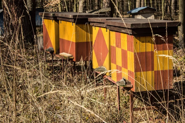 Méhkaptárak Erdőben Régi Méhkaptárak Háttér — Stock Fotó