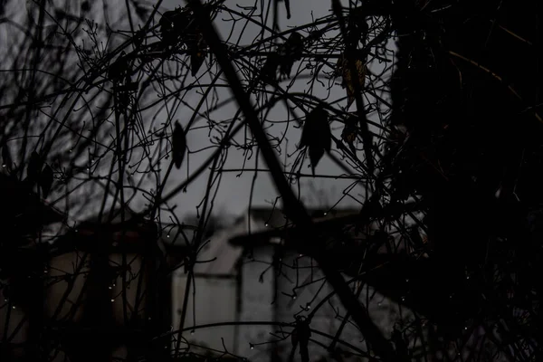 Gotas Água Galhos Árvore Chuva Cinzenta Ramos Árvores Fecham Contexto — Fotografia de Stock