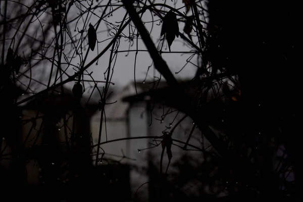 Краплі Води Гілках Дерев Сірий Дощ Дерева Закриваються Задньому Плані — стокове фото