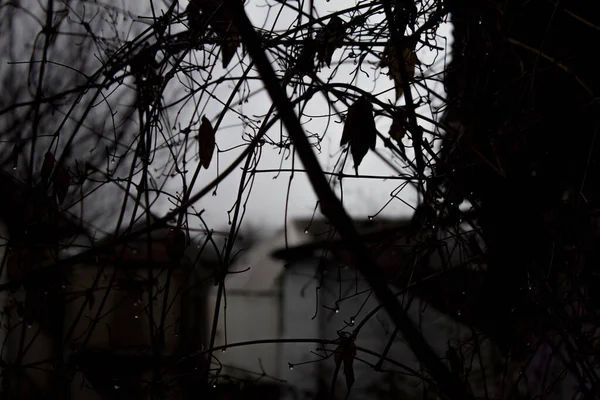 Gotas Agua Las Ramas Los Árboles Lluvia Gris Las Ramas —  Fotos de Stock