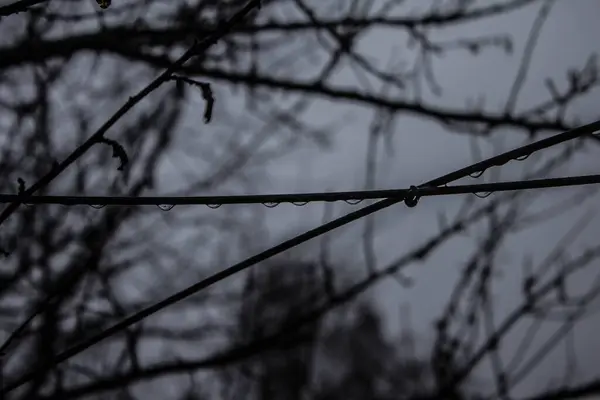 Gotas Agua Las Ramas Los Árboles Lluvia Gris Antecedentes Textura —  Fotos de Stock