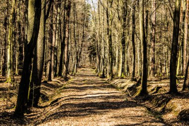 Ormandaki yoldaki güneş ışınları. Güzel manzara. Arkaplan.
