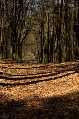 Ormandaki yoldaki güneş ışınları. Güzel manzara. Arkaplan.